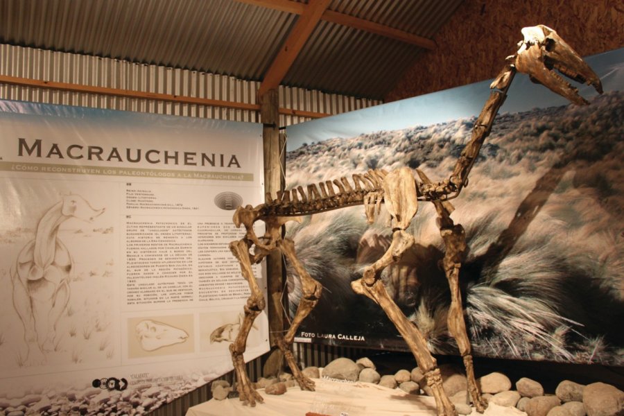 Squelette du Macrauchenia patachonica, 