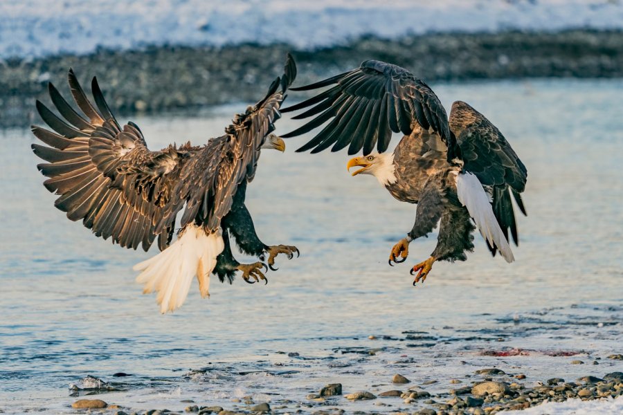 THE AMERICAN BALD EAGLE FOUNDATION