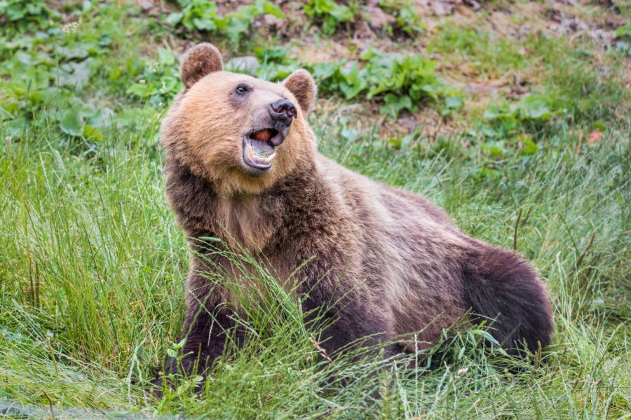 Au parc des ours. Vadim Petrakov - Shutterstock.com