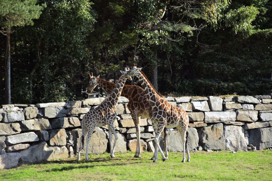 ZOO ET PARC D'ATTRACTIONS-KRISTIANSAND DYREPARKEN
