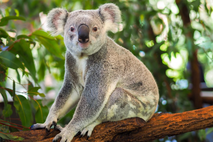 LONE PINE KOALA SANCTUARY