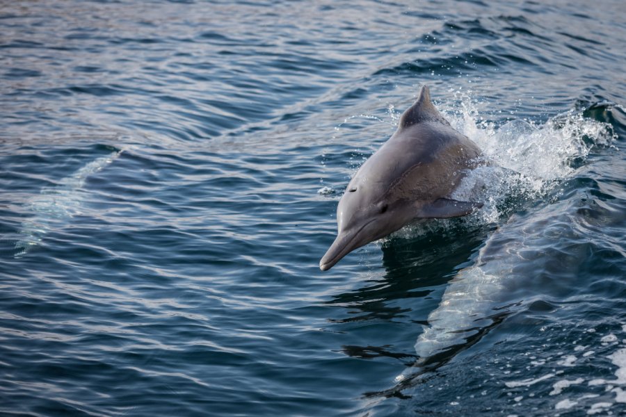 Observation des dauphins vers Khasab. Martchan - Shutterstock.com