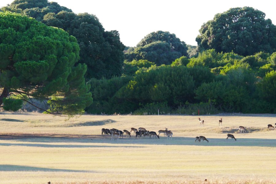 PARC NATIONAL DE BRIJUNI