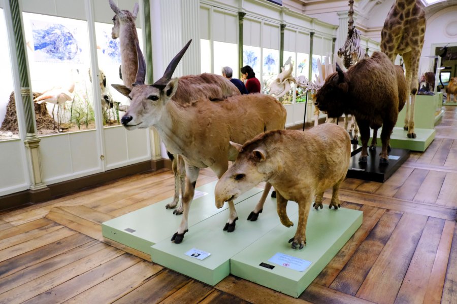 MUSÉE D'HISTOIRE NATURELLE ET SON VIVARIUM