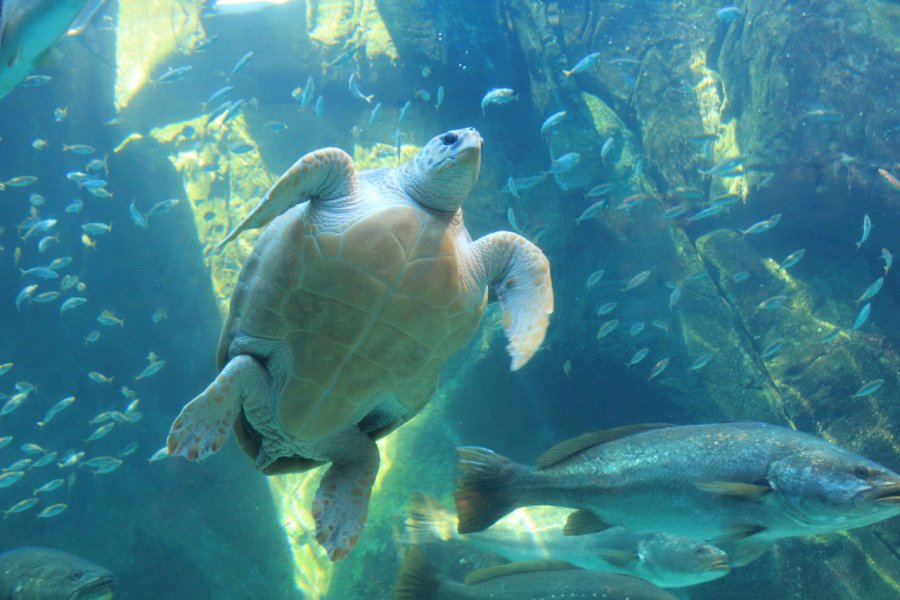 TWO OCEANS AQUARIUM