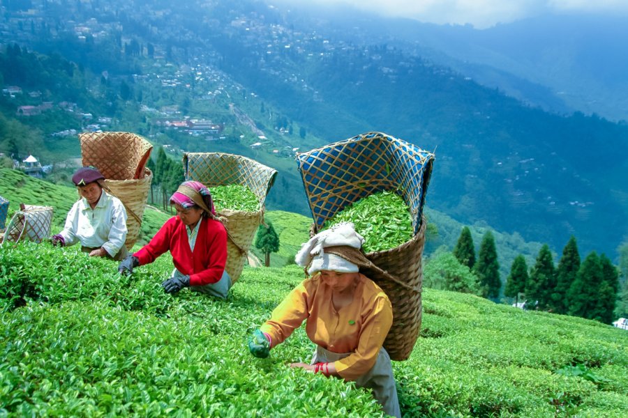 HAPPY VALLEY TEA ESTATE