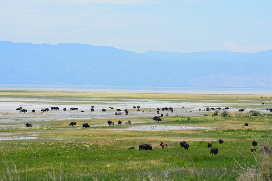 Bisons sauvage à Antelope Island State Park. Nelly  JACQUES