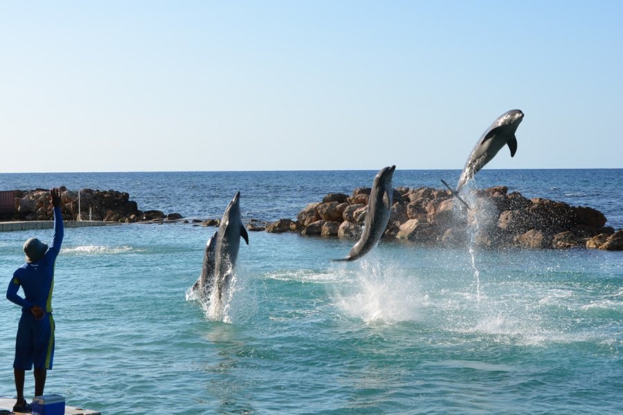 DOLPHIN COVE OCHO RIOS