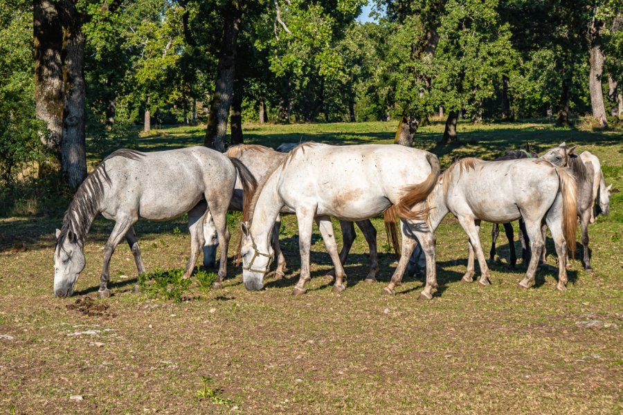 HARAS DE LIPICA