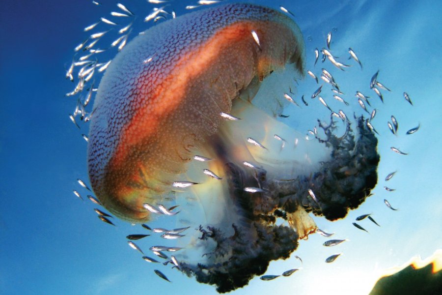 Méduse dans la grande barrière de corail. Whitepointer