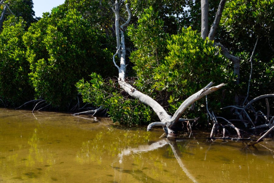 MANGROVES