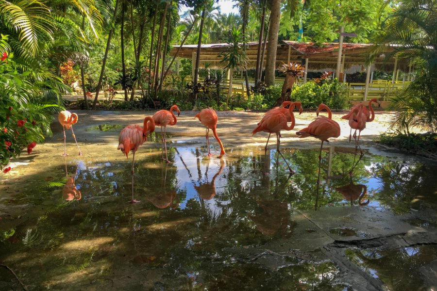 JARDIN ET ZOO ARDASTRA