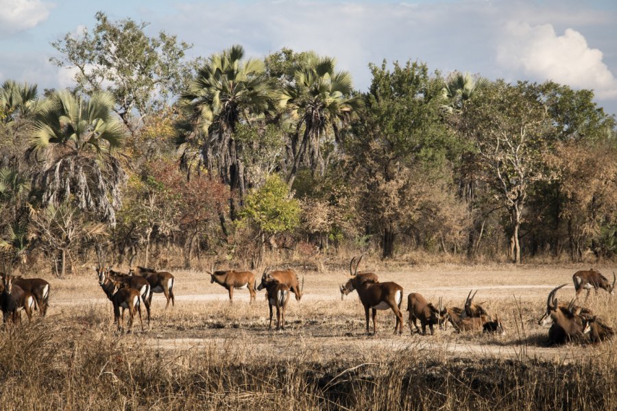 Waterbucks dans la savane du parc national de Gorongosa. waldorf27 - Fotolia