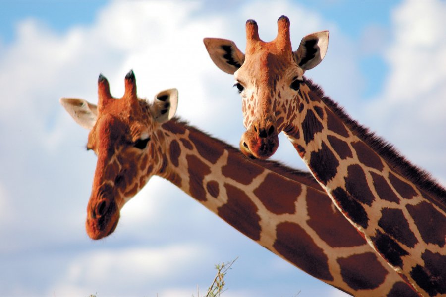 Girafes au samburu national reserve Scott McLean - Iconotec