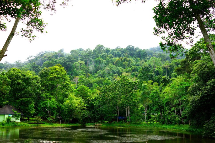 GIBBON REHABILITATION PROJECT