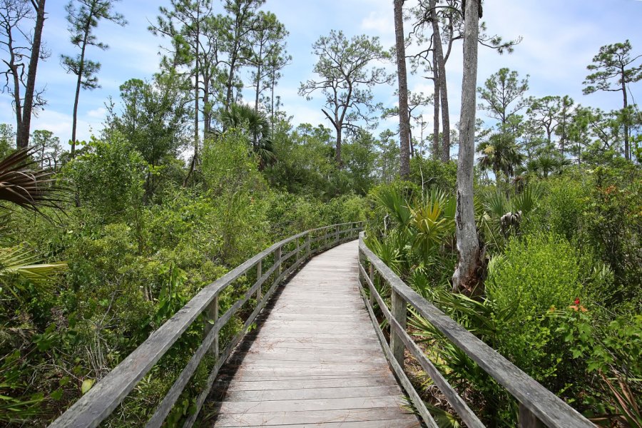 AUDUBON CORKSCREW SWAMP SANCTUARY