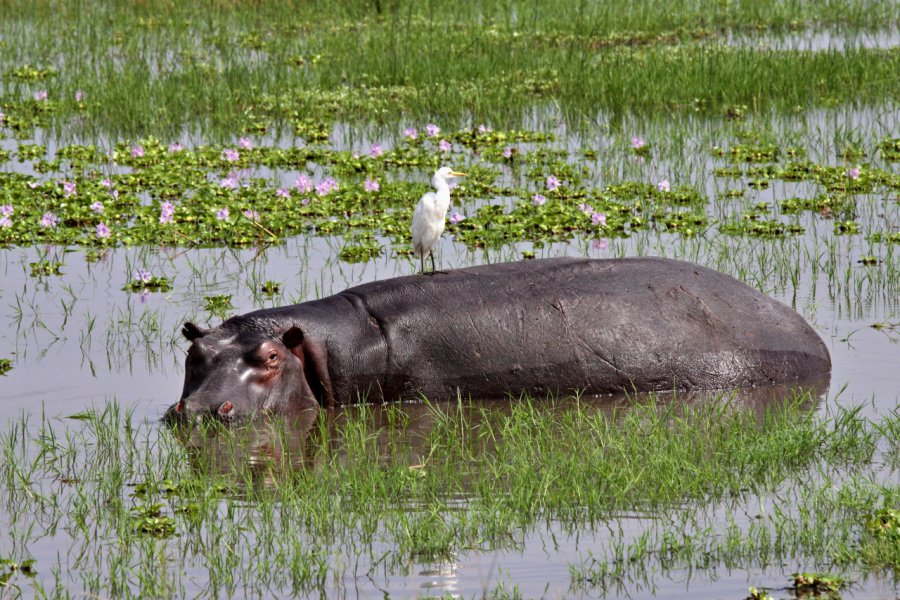 Hippopotame dans le parc national d'Akagera. Rostasedlacek - Shutterstock.com
