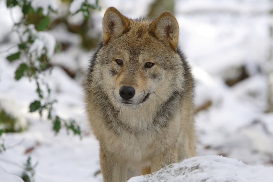 MAISON DES LOUPS