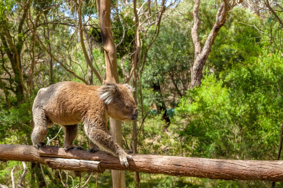 KOALA CONSERVATION CENTRE