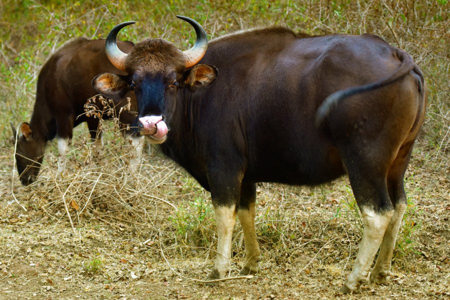 CHINNAR WILDLIFE SANCTUARY