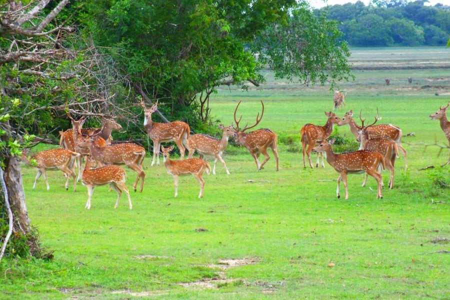 Kumana National Park