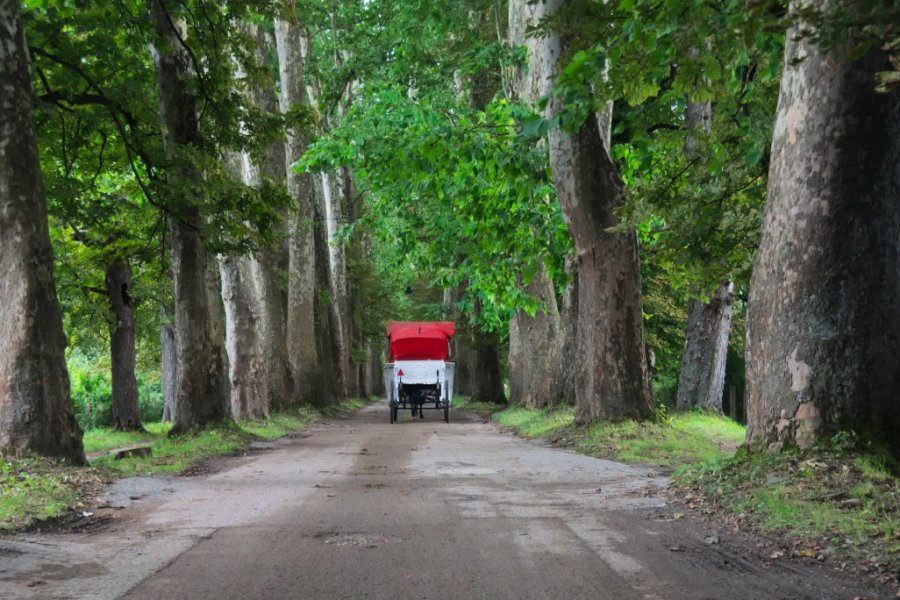 GRANDE ALLÉE