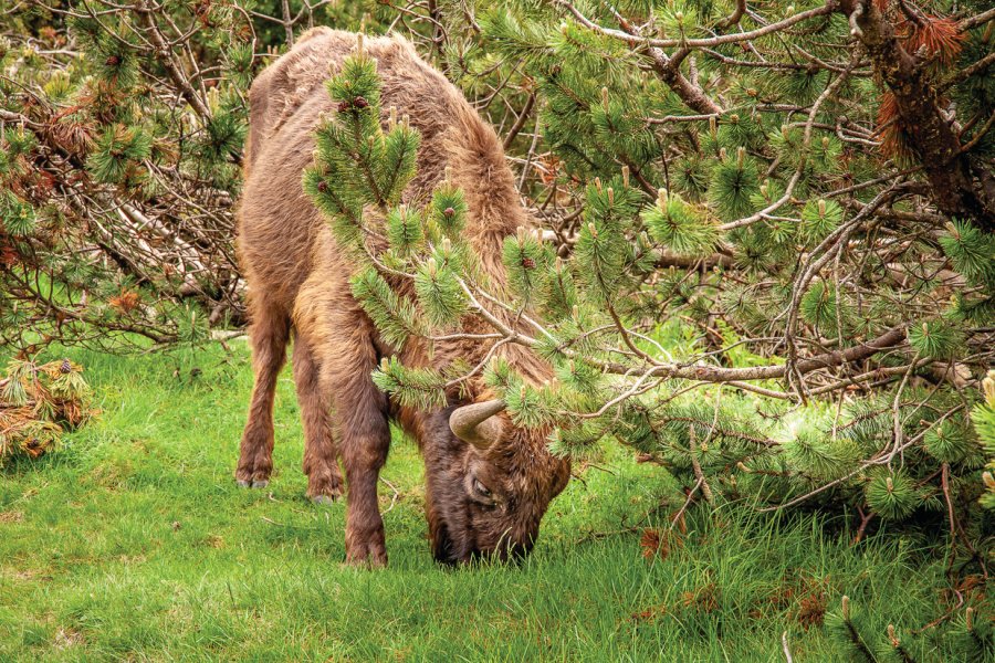 RÉSERVE DES BISONS D'EUROPE