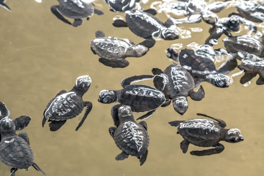 KOSGODA SEA TURTLE CONSERVATION PROJECT (KSTCP)