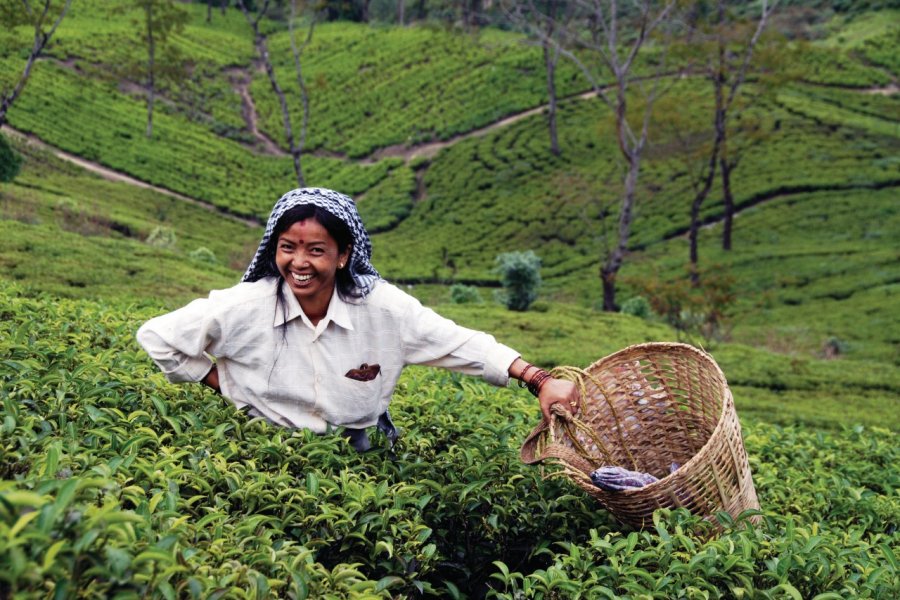 Plantation de thé à Darjeeling. Nicolas HONOREZ