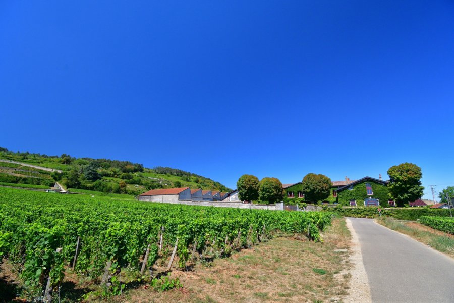 LA ROUTE DU CASSIS