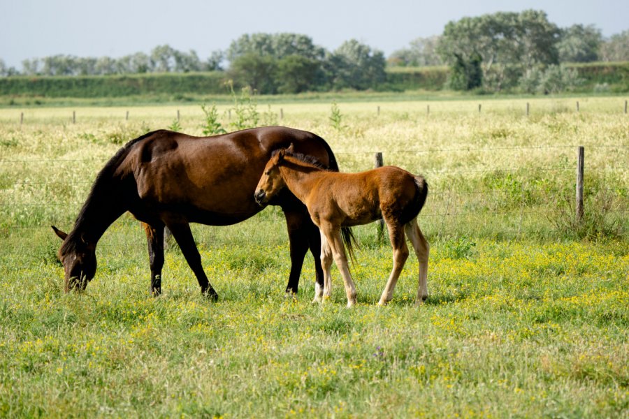 PARCO NATURALE DELLA MAREMMA