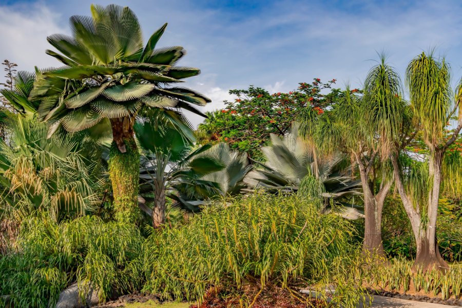 SINGAPORE BOTANIC GARDENS