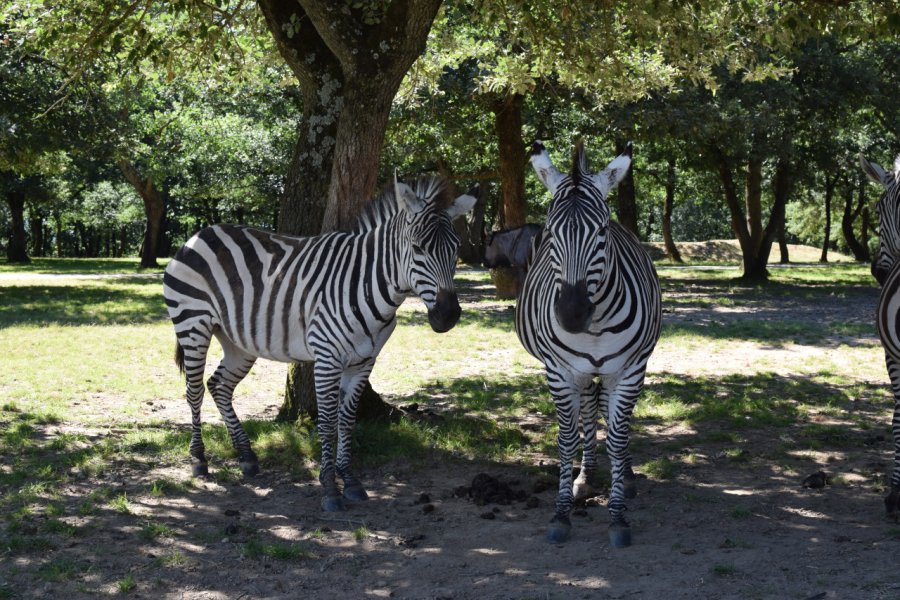ZOO AFRICAN SAFARI
