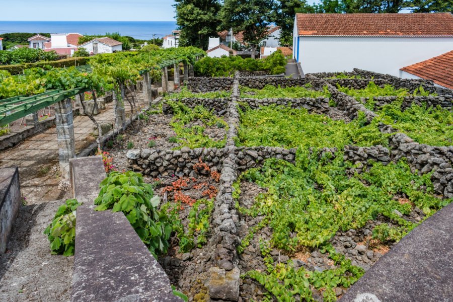MUSÉE DU VIN DE BISCOITOS