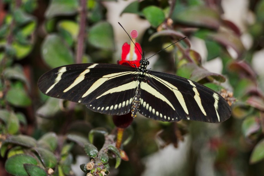 JARDIN DES PAPILLONS