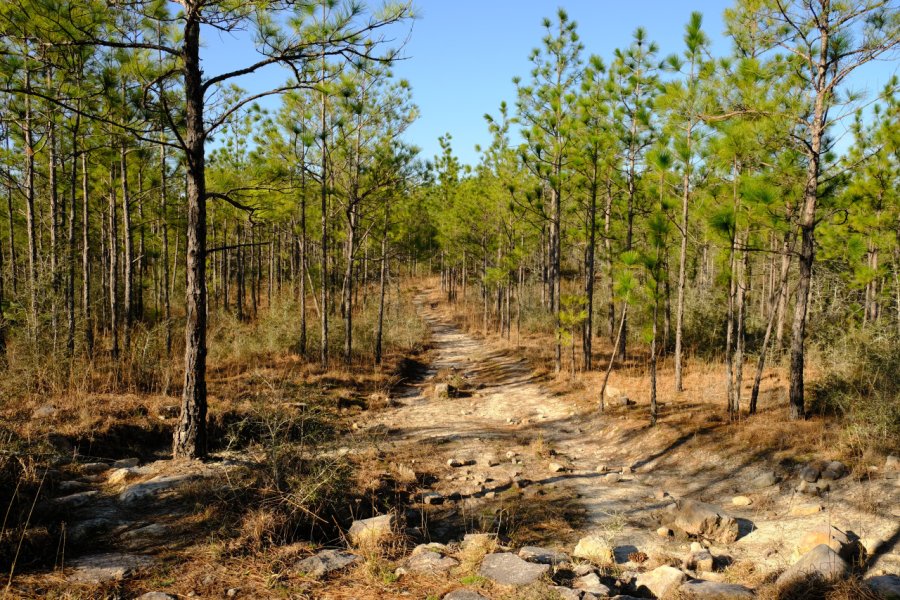 Kisatchie National Forest