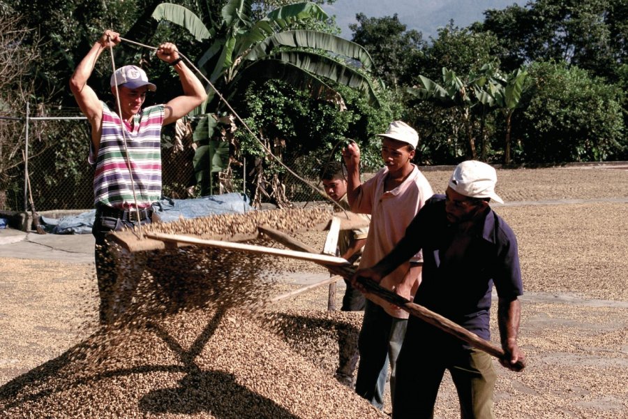 Séchage des grains de café à Jarabacoa. Author's Image