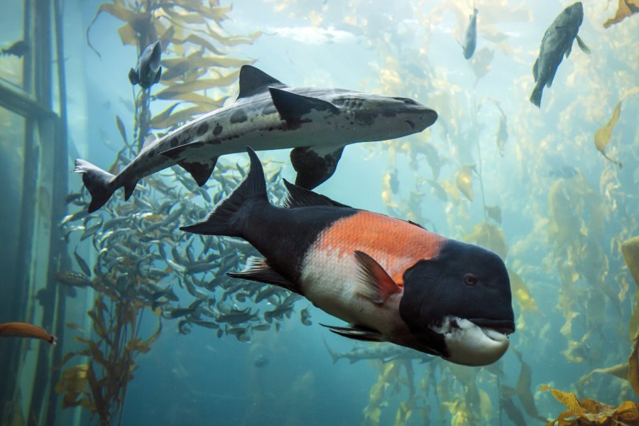 MONTEREY BAY AQUARIUM