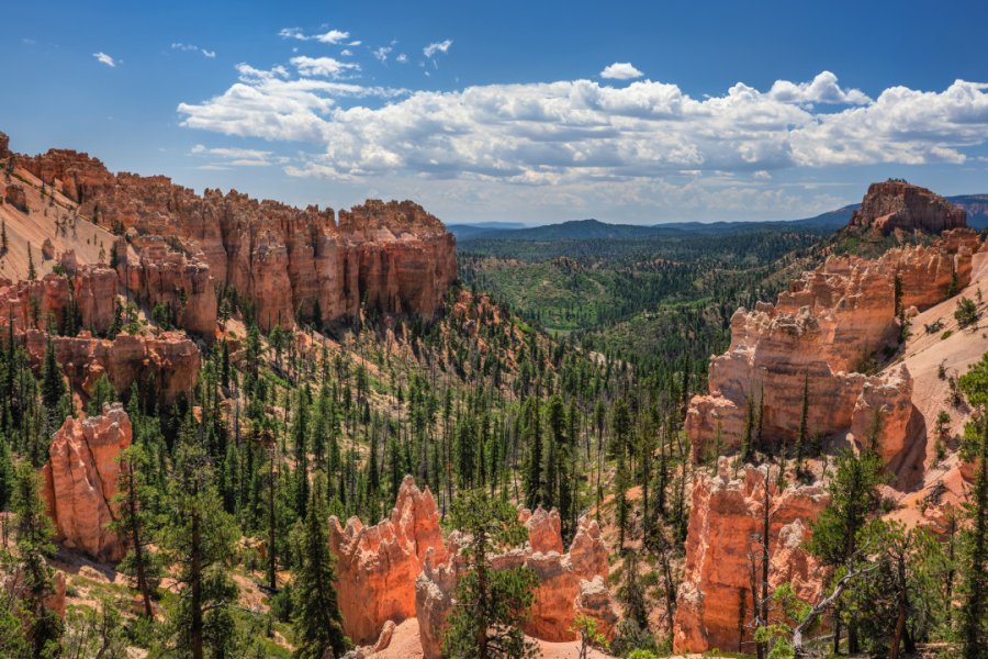 SWAMP CANYON
