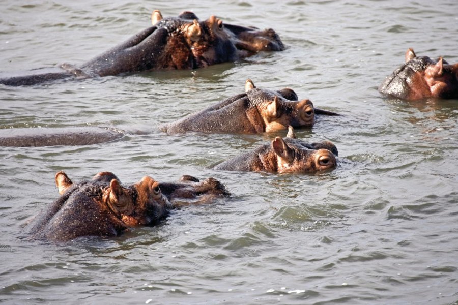 Lac Kosi Bay, hippopotames Tom Pepeira - Iconotec