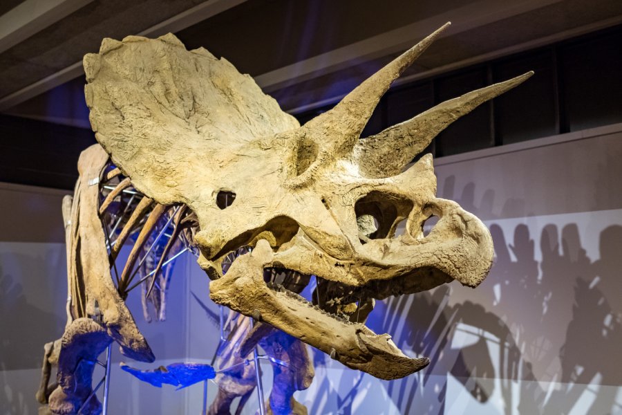 MUSEUM OF SCIENCE