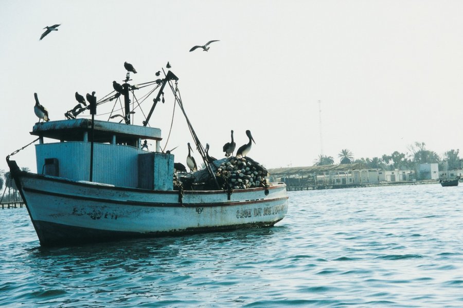 Pélicans sur un bâteau de pêche. Jeanne RANCIC