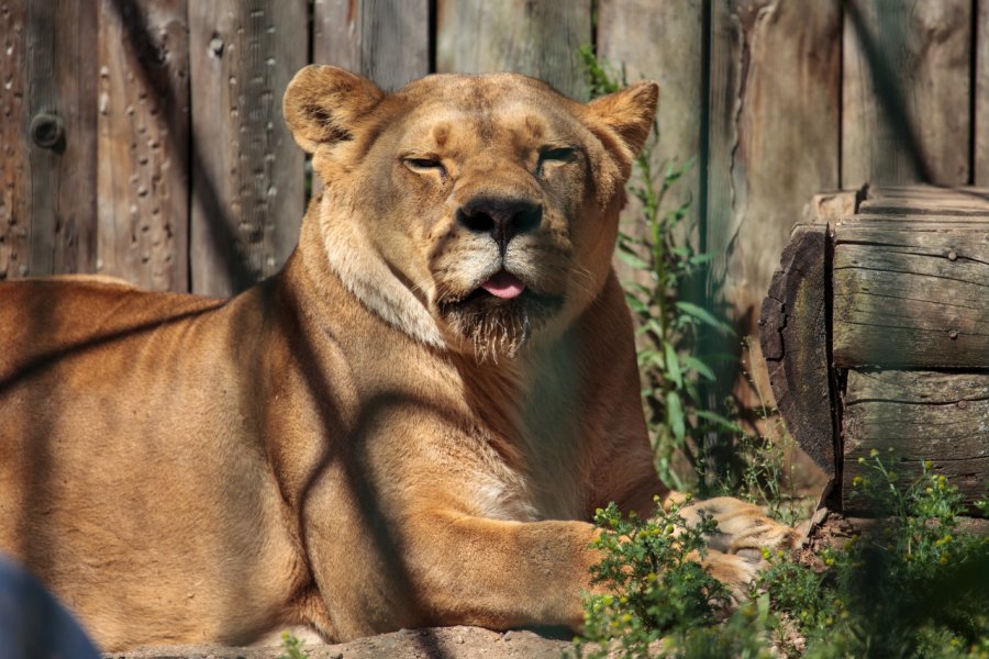 ZOO (LIETUVOS ZOOLOGIJOS SODAS)