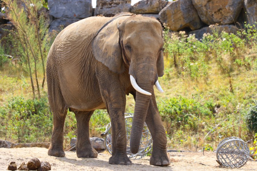PAIRI DAIZA