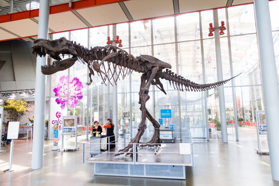 CALIFORNIA ACADEMY OF SCIENCES