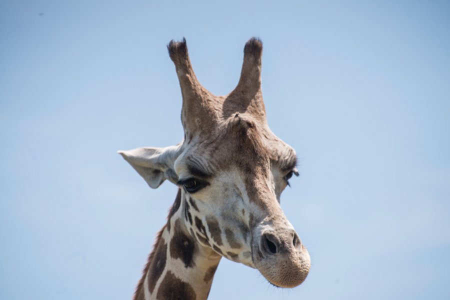 PARC ZOO DU REYNOU