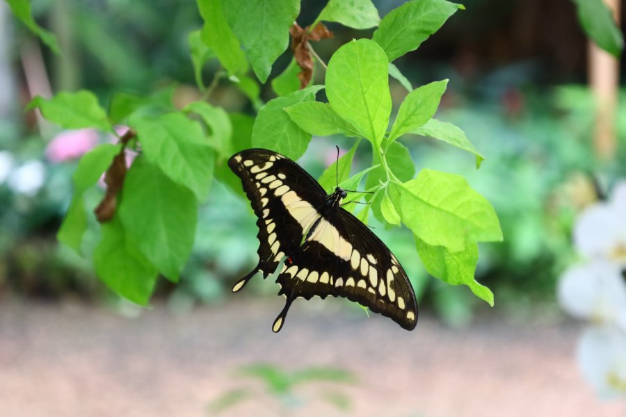 LA SERRE AUX PAPILLONS