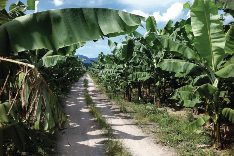 Plantation de banane près de Quirigua. Abdesslam Benzitouni