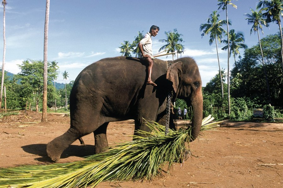 Orphelinat des éléphants Eric Martin - Iconotec