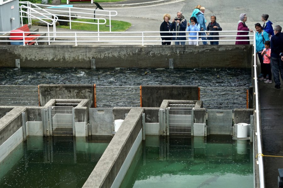MACAULAY SALMON HATCHERY